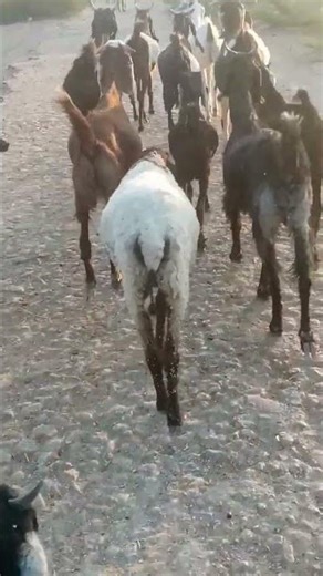 Goats Fighting on the Road – Shocking Scene#goat #wildlife #goatsheep