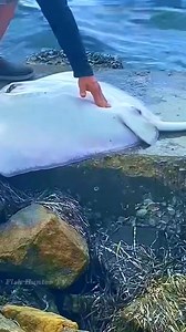 Helping A Stingray Giving Birth 💕 . . #stingray #givingbirth #fbreelsfypシ゚ #fbreelsvideo #reelsvideo #sealife #oceanlife #fishhuntertv | FishLife world TV