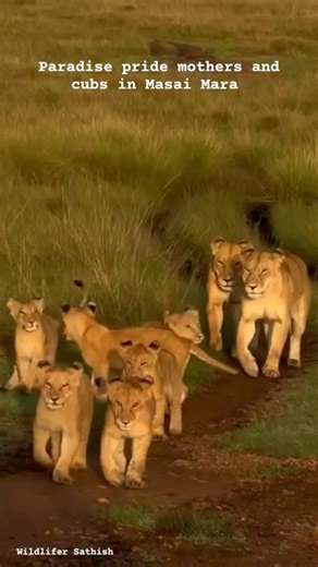 Paradise pride mothers and cubs during Golden hours of Sunrise in Grasslands of Masai Mara.