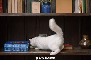 Clumsy Videos, Download The BEST Free 4k Stock Video Footage & Clumsy HD Video Clips