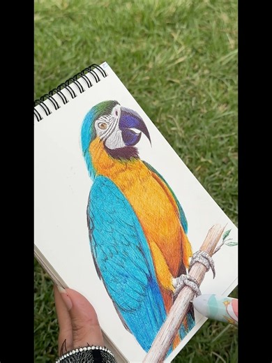 رسم ببغاء بأقلام الحبر الملونة وفوائد الرسم #art # #drawing
