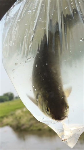 துள்ளு கட்டையில் கெண்டை மீன் வழக்க போறோம் 🎏