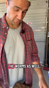 9K views · 188 reactions | Replying - this is me drying out egg shells with the power of the sun! After they’ve dried, I’ll crush them down to powder and put them aside for the worm farms. It’s an excellent pH balance for the colonies and food scraps. hope it helps  #egg #eggshell #crushed #garden #plants | Steelbradnolia | Facebook