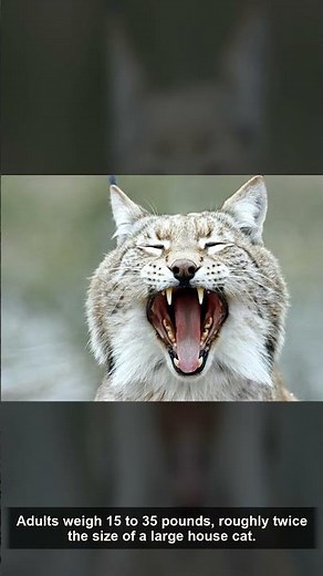 🦌 Bobcat — Amazing Facts | The Wild America | Nevada