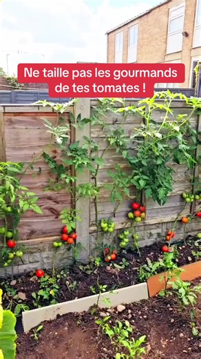 Stop au mauvais jardinage : Protégez vos tomates !