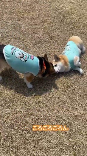 コーギーコパンとコッペゴロゴロ😂#コパン#コッペ#コーギーかわいい