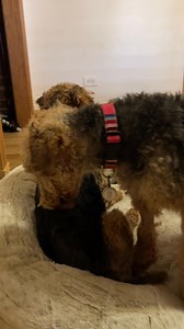 36K views · 1.8K reactions | BRUNO loves to groom his friend MIDGE. These two are the sweetest most loving Welsh Terriers you ever met. They love giving you kisses. | WIRE FOX TERRIER RESCUE MIDWEST | Facebook