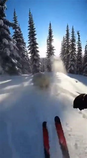 BEAR ATTACK😱 Watch This Polar Bear's Hilarious Fail #funny #bear #viral