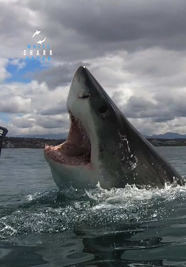 Great White Shark Launches Radical Jump Out of Water
