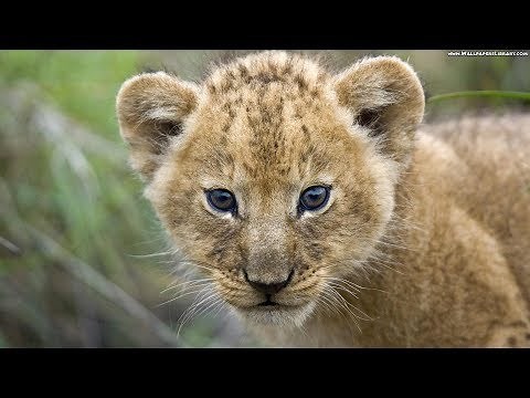 Leo Rojas - Circle of Life - (Pan flute music)