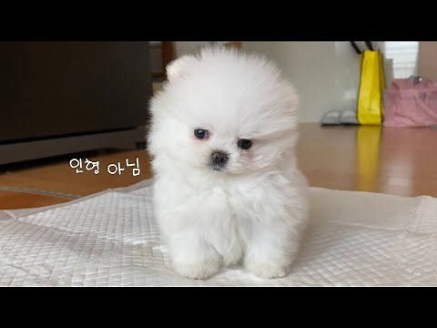 귀여움 한도 초과ㅠㅠ 혼자 보기 아까운 아기 강아지 영상 모음