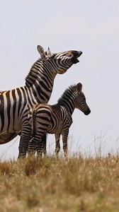 5.7K views · 211 reactions | Get ready to feel the joy of nature with this playful young zebra frolicking in the Mara! 煉 Witnessing these beautiful animals in their natural habitat is truly an unforgettable experience.  Maasai Mara National Reserve, Kenya   @harrycollinsphotography | African Travel, Inc | Facebook