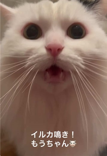 かわいいマンチカンのもうちゃん動画