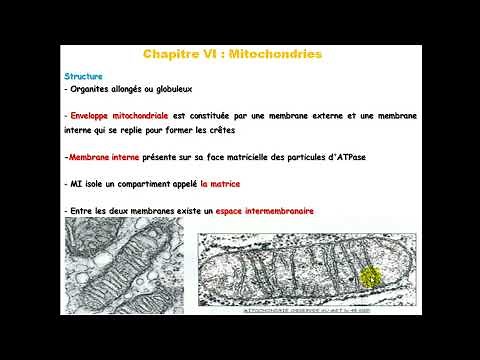 Biologie cellulaire S1 | Mitochondrie 1 (Structure et composition chimique) | Vidéo 15 (partie 2)