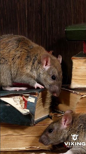 Is it a Rat or a Mouse?