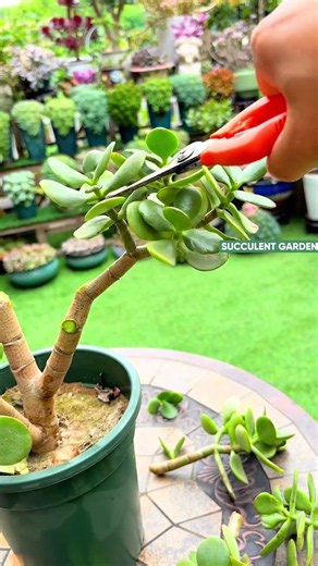 How to Prune and Style Succulents for Beautiful Growth