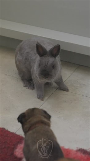 Israel Protection K9 on Instagram: "Socialization begins at birth at Israel Protection K9. We implement Early Neurological Stimulation (ENS), also known as the Super Dog Program, and breed all of our dogs in-house. This allows us to build exceptional stability and environmental confidence without sacrificing intensity, drive, or working ability. . #futureprotectiondo #protectiondogs #loyaldog"