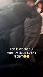Monkey Sleeping Habits: A Peek Inside