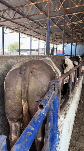 Cows in a Barn: Diverse Breeds and Colors