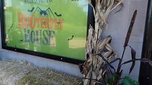 Some members from the Beetlejuice The Musical tour spent time haunting the "BOO"terfly House earlier this week! Thanks to our friends at Sophia M. Sachs Butterfly House for sharing their creepiest bugs for a spooktacular time. 🕷️ #BeetlejuiceTour is now playing through this Sunday, October 22: FabulousFox.com/Beetlejuice | The Fabulous Fox