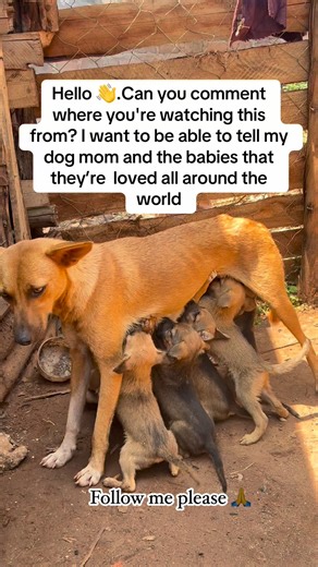 Every single support count ms … #dogrescueuk #animalwelfareuk #spain #dogstrust #helpastray #dogsinneed #ukdogs #stopanimalcrueltyuk | Amos AnimaRescue