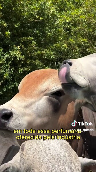 Olhe esse bebedouro #pecuaria #boi #gado #pecuariabrasil🇧🇷🐂🐂🐂🐂 #nelore