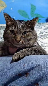 8.6K reactions · 1K shares | Never do this to your cat's #cats #catscatscats #pets #facts #petslover #catsgram #catsinfbreels #factsaboutcats #fyp #fbreels #foryoupage #foryou #trendaudio♥️♥️ #trending #viralreels | Pepper Wolf | Facebook