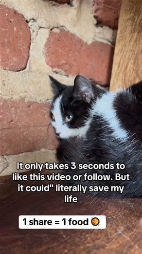 Kalibbala Patrick on Instagram: "Every buttons you press on this video equals a meal to a stray cat Donate link in bio."