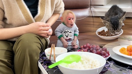 17K views · 121 reactions | Everyday Bibi and the Kitten receive Special Care from Mom! #fblifestyle | Family MK | Facebook