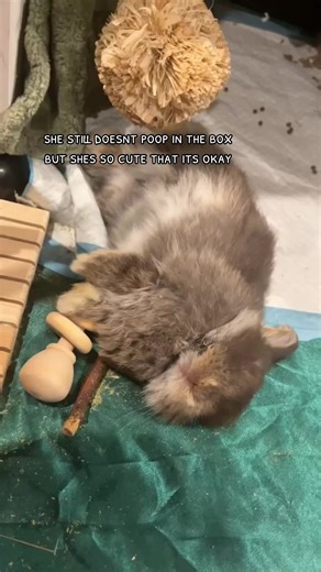 Adorable Holland Lop Rabbit Care Tips