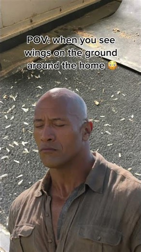 Swarming Termite Season