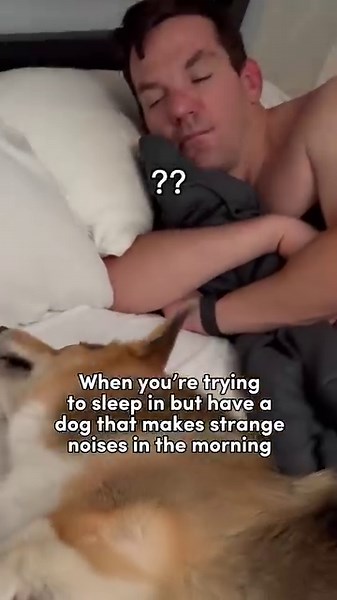 So many noises coming out of one little dog 😆 #corgi #dogs | Brady & Graffiti the Corgis