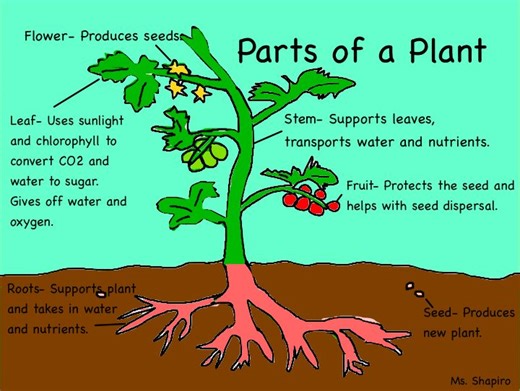 Parts of a Plant