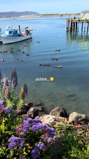 Cute Morro Bay Sea Otter Mommies & Babies 🦦💕