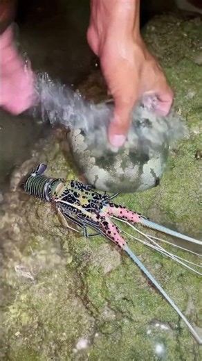 Rare Ocean Discovery #Shorts