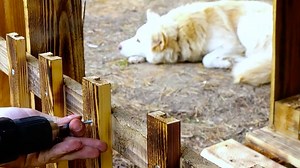 29K views · 214 reactions | Cool DIY houses for cute dogs you can build on your backyard  | Wood Mood | Facebook