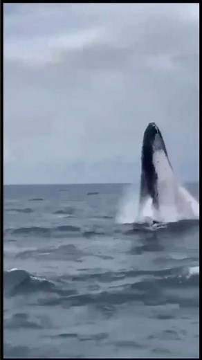 🐋 Incredible humpback whale jumping out of the water in the Dominican Republic!