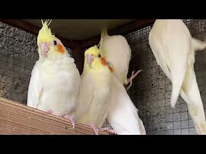 Cockatiel Best Singing and Talking Companion in the World / Cockatiel, Lovebirds, Hen with chicks