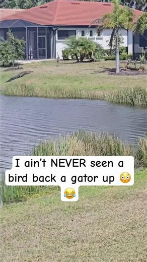 I ain’t NEVER seen a bird back a gator up 😳😂