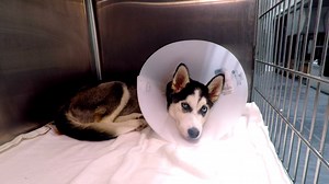 It's a miracle this pup made it! 🐶 | Animal Planet