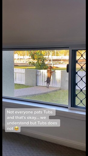 Adorable Blue Staffy Tubbs Getting All the Love from Family and Neighbors ❤️🐾