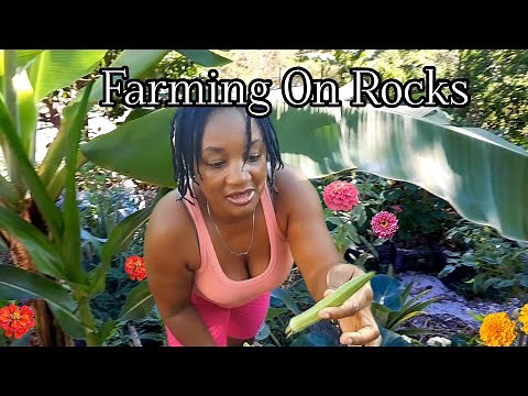 Farming On Rocks 🪴 Tour/Update on our Backyard Container Garden