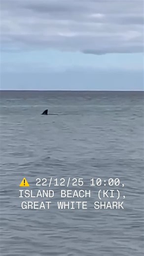 Shark Watch South Australia on Instagram: "⚠️22/12/25 10:00, SHARK ALERT SA, #IslandBeach, #KangarooIsland #SouthAustralia. Michelle Bawden has just shared this footage to SWSA from Island Beach on Kangaroo Island which is situated between #BrownBeach and #AmericanRiver. Local water users are advised to take heed of this beauty who was guesstimated to be around the 4m mark in length with measurements made between the dorsal fin and tail fin. Regardless of the exact length of the shark, that is w