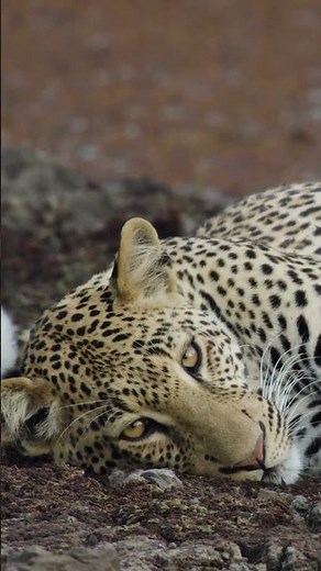 The Lethal Nap: Incredible Close-Up of a Sleeping Leopard