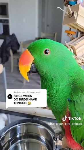 Fascinating Facts About Parrot Tongues and Their Unique Abilities