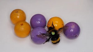 Scientists Find Bumble Bees Love Playing With Balls