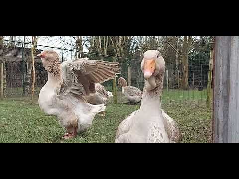Buff Dewlap Toulouse Geese ready for the Breeding Season