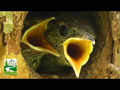 House wren baby birds call sounds in nest | getting fed by mother