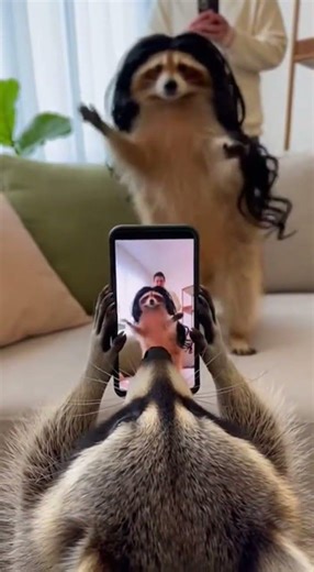 Funny raccoons dancing to music 😂👍