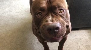 HULK smiling is amazing 🥰😂 he’s epic in the morning 😂😂😂 Www.darkdynastyk9s.com | DarkDynastyK9s